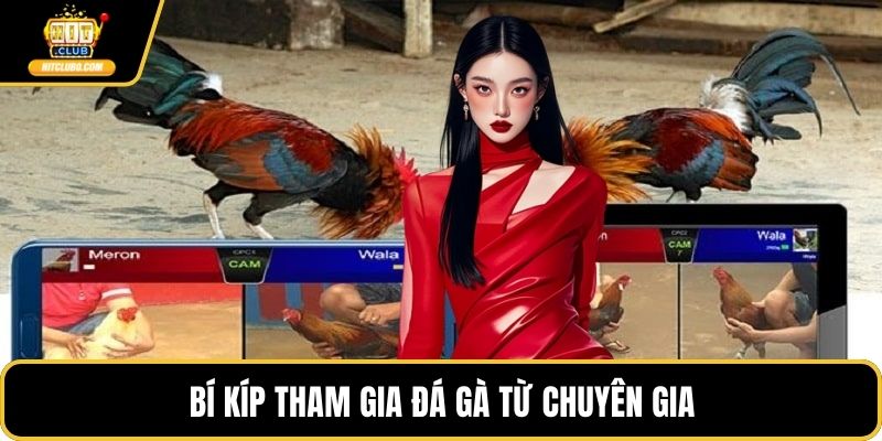 Bí kíp tham gia đá gà từ chuyên gia