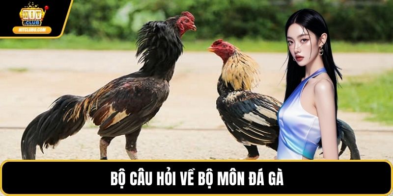 Bộ câu hỏi về bộ môn đá gà