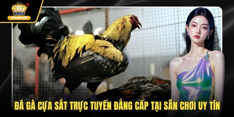 Đá gà cựa sắt