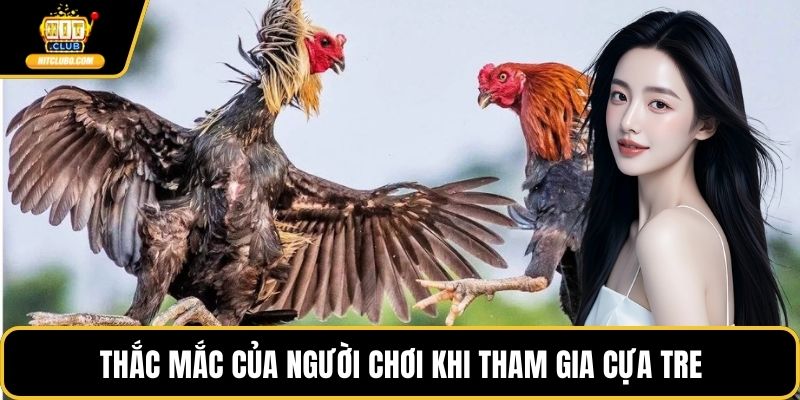 Thắc mắc của người chơi khi tham gia cựa tre